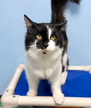 Bigfoot, adult, available for adoption