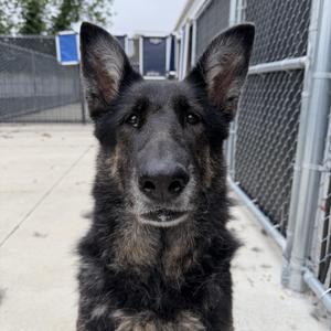 Gertrude (Gerty), German Shepherd Dog, adult, available for adoption