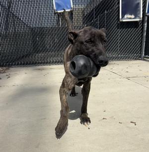 Lily, Dutch Shepherd / Belgian Shepherd / Malinois, young, available for adoption