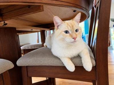 Beau, adult, available for adoption