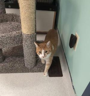An orange tabby cat walking on a carpeted floor near a scratching post.