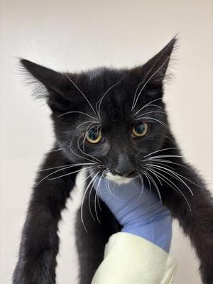 Ayrshire, kitten, available for adoption