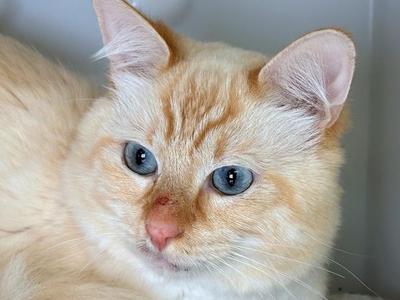 A close-up of a fluffy orange cat with striking blue eyes, looking directly at the camera.