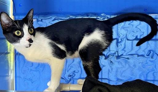 Frenchy, adult, available for adoption