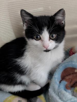 Bubble Gum, kitten, available for adoption