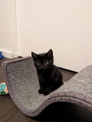 A black kitten sitting on a gray cat bed