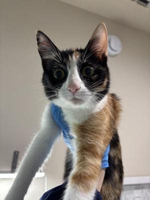 A close-up of a calico cat wearing a blue harness, looking directly at the camera with wide eyes.