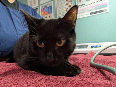 Bat Cat, kitten, available for adoption