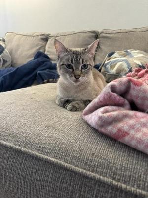 A gray tabby cat sitting on a gray couch with a pink blanket and a blue blanket nearby.