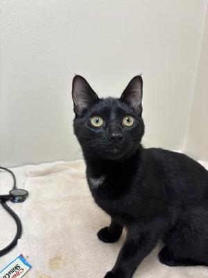 Ace, young, available for adoption