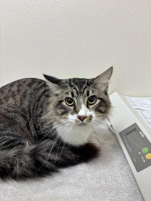 Big Fir, adult, available for adoption