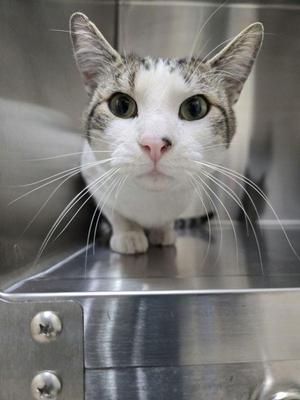 A close-up of a white and gray cat with green eyes, sitting on a stainless steel surface.