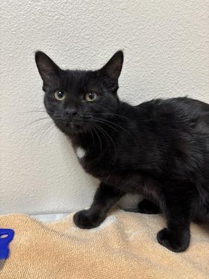 Buttercup, kitten, available for adoption