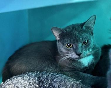 Baron, young, available for adoption
