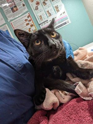 Gauntlet, kitten, available for adoption