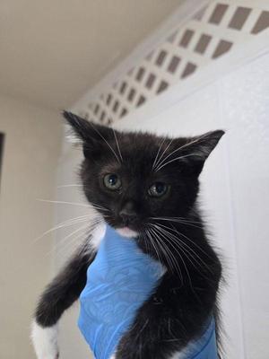 Foliage, kitten, available for adoption