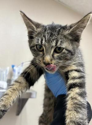 Bundle, kitten, available for adoption