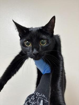 Antoinette, young, available for adoption
