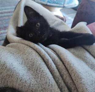 A black kitten lying on a beige blanket, looking up with wide eyes.