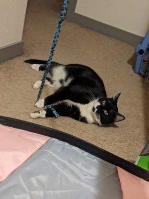 Drogo, senior, available for adoption