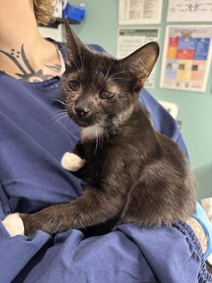 Diesel, kitten, available for adoption