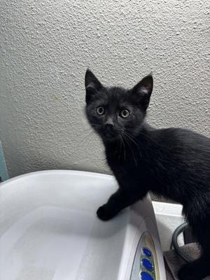 Armel, kitten, available for adoption