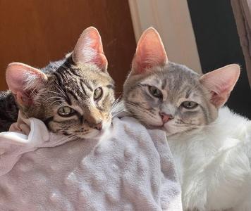 Blondie, kitten, available for adoption
