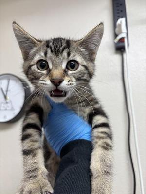 Camel, kitten, available for adoption