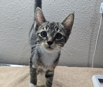 A gray tabby kitten with white paws and chest standing on a beige surface, looking directly at the camera.