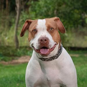Dee Dee, Pit Bull Terrier Mix, adult, available for adoption
