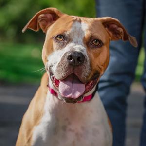 Alani, Pit Bull Terrier Mix, young, available for adoption