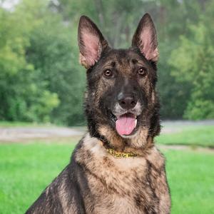 A German Shepherd dog with a black and tan coat, standing in a grassy area with trees in the background. The dog has its mouth open, showing its tongue, and appears to be panting. It is wearing a yellow collar.