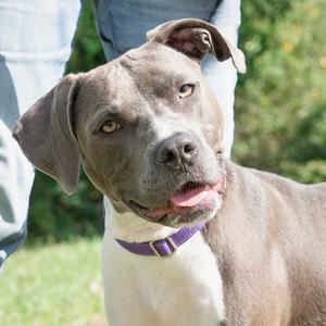 Darla Doodle, Pit Bull Terrier Mix, young, available for adoption