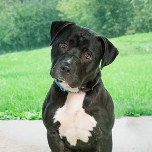 Caspian, Pit Bull Terrier Mix, young, available for adoption