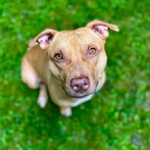 Fendi, Pit Bull Terrier Mix, adult, available for adoption