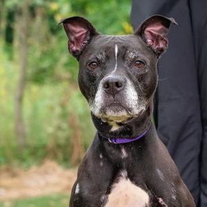 Cha-Cha, Pit Bull Terrier Mix, senior, available for adoption