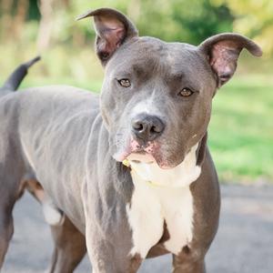 A gray and white pit bull terrier standing outdoors with its ears perked up and looking directly at the camera.