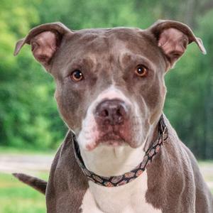 A close-up of a gray and white pit bull terrier with a patterned collar, standing outdoors with a blurred green background.