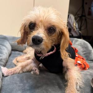 Cookie, Cavalier King Charles Spaniel Mix, senior, available for adoption