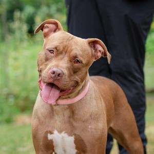 Daisy Mae, Pit Bull Terrier Mix, adult, available for adoption