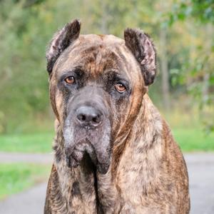 A close-up of a brindle-colored dog with cropped ears, standing outdoors with a blurred green background.