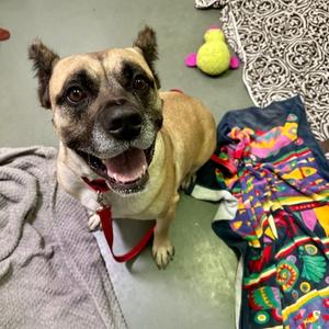 Aberdeen, Mastiff Mix, senior, available for adoption