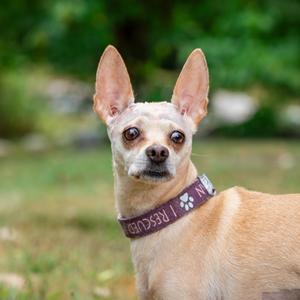 Isabella, Chihuahua - Smooth Coated Mix, senior, available for adoption