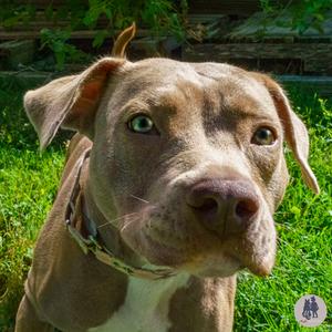 Hazel, Pit Bull Terrier Mix, adult, available for adoption
