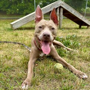 Burrata, Pit Bull Terrier Mix, adult, available for adoption