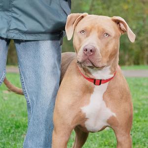 A brown dog with a white chest and a red collar standing on grass, next to a person wearing jeans and a green jacket.