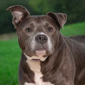 A close-up of a brown and white dog with floppy ears, looking directly at the camera.