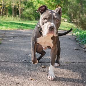 A gray and white pit bull dog walking on a paved path in a park.