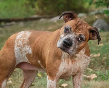a brown and white dog standing in a grassy area