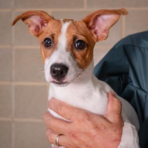 Jack, Jack (Parson) Russell Terrier Mix, puppy, available for adoption